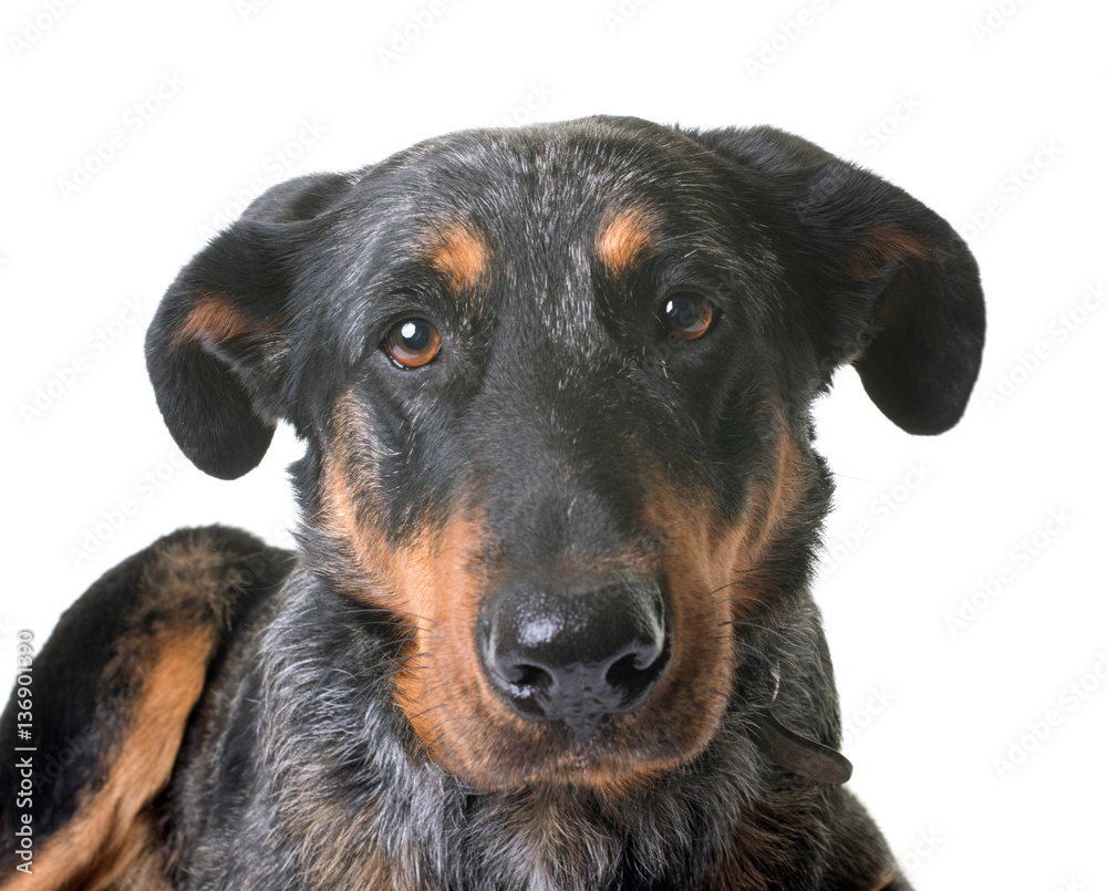 beauceron dog in studio beauceron dog in studio