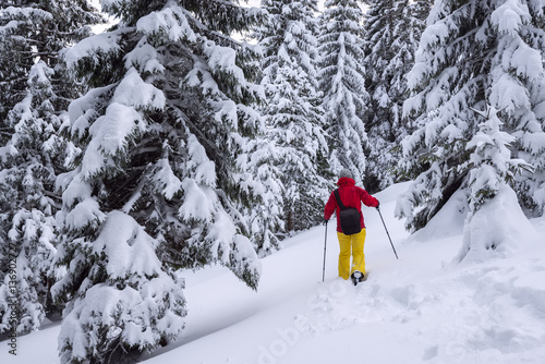 Traveler is walking on snowshoes among snow covered fir trees