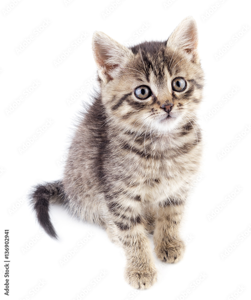 Grey not purebred kitten isolated