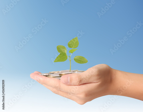 plant growing from coins  in hand