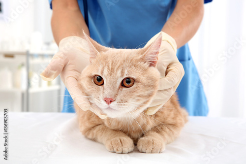 Red tabby cat in vet clinic