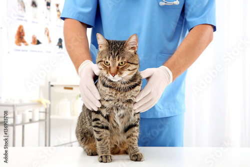 Veterinarian examining cat ...