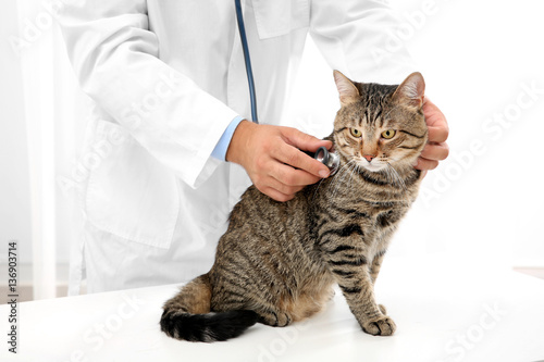 Veterinarian examining cat with stethoscope in clinic