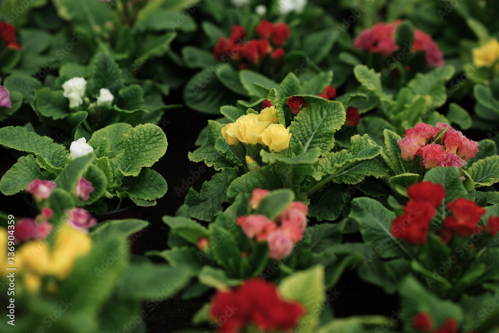 flowers in the greenhouse, growing plants flowers in the greenhouse, growing plants