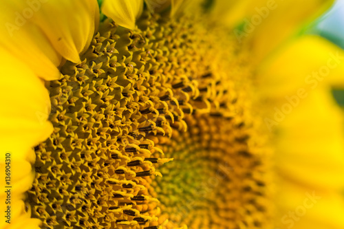 Sunflower field,field of blooming sunflowers on a background sunset,summer landscape,Bright yellow sunflowers and sun,Close up of sunflower against a field