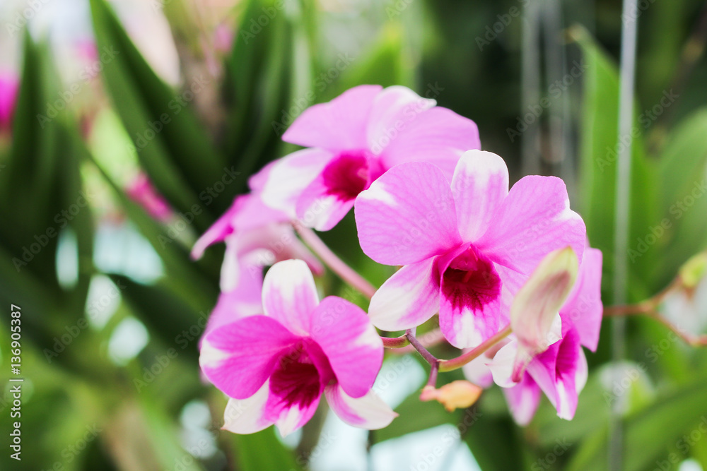 orchids, orchids purple Is considered the queen of flowers orchids, orchids purple Is considered the queen of flowers