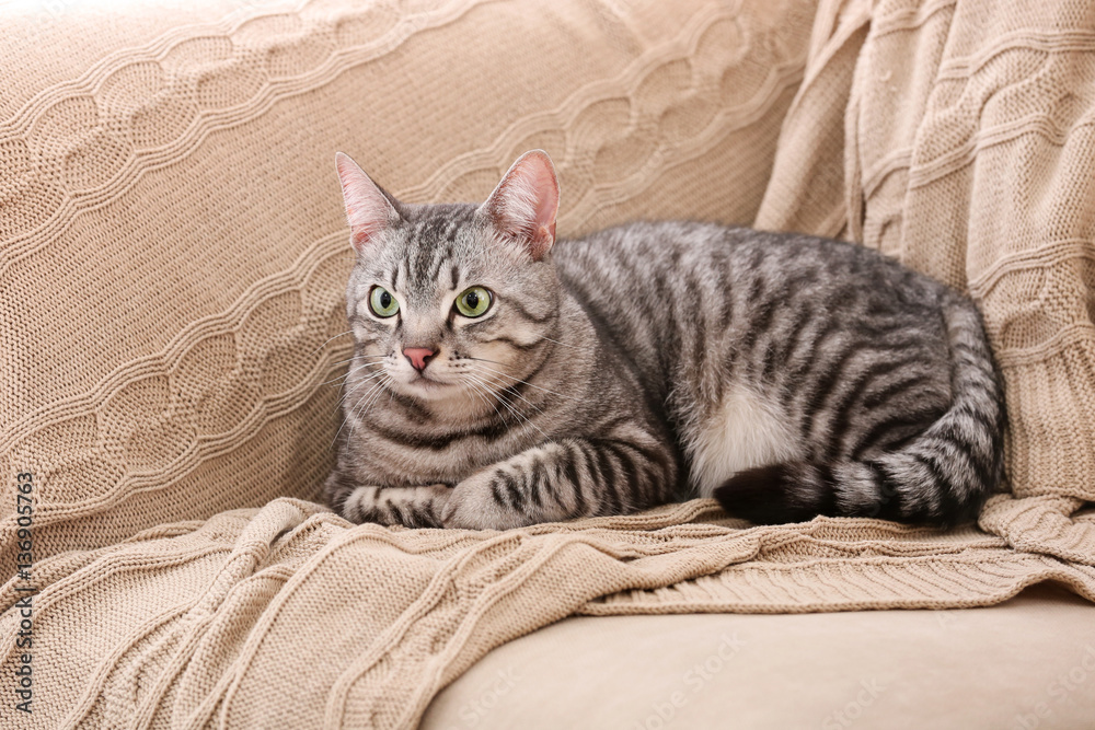 Cute funny cat on plaid at home Cute funny cat on plaid at home