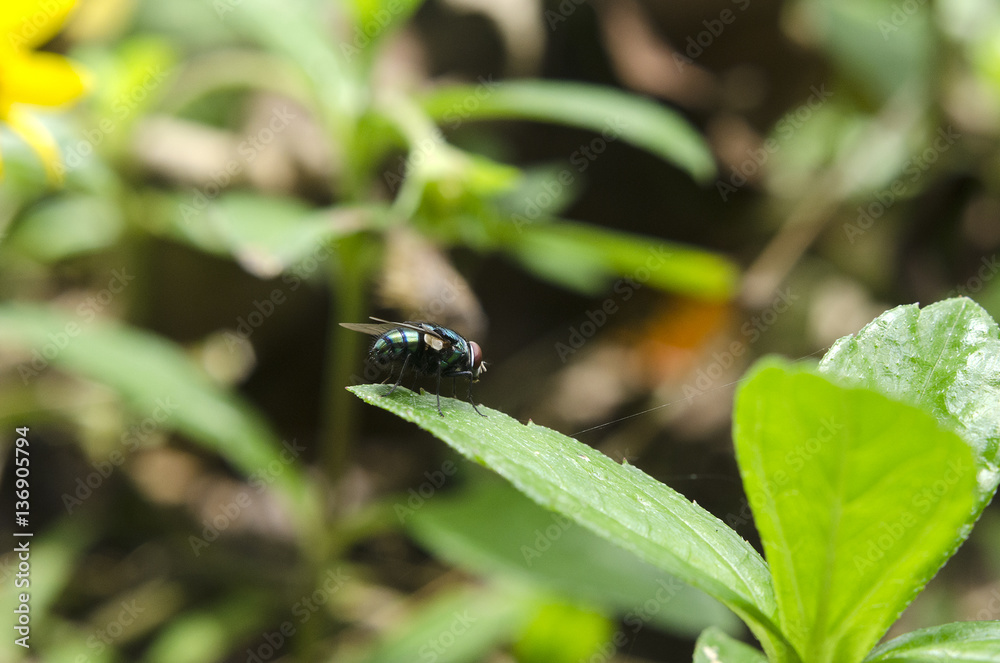 Naklejka premium flies