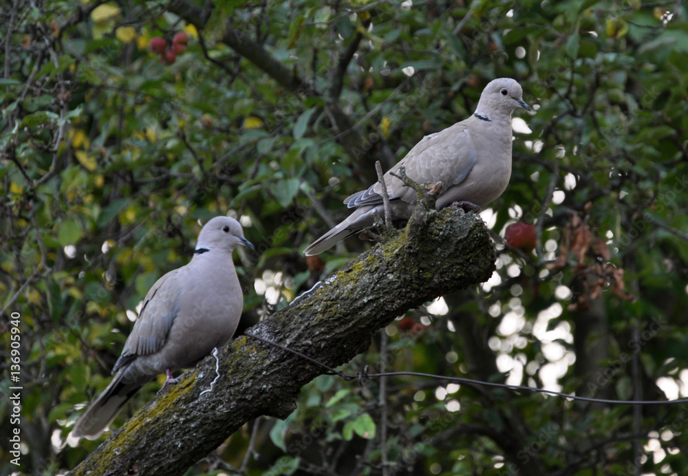 Fototapeta premium A pair of Eurasian collared dove sitting on a tree branch