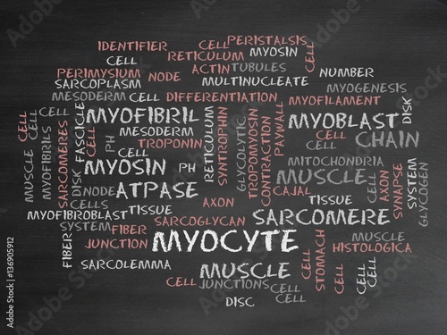 Myocyte