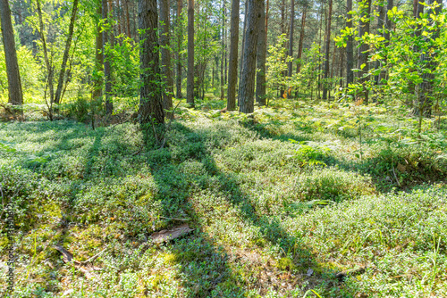 Bilberry growth in sunny forest with long shadows in back lit 