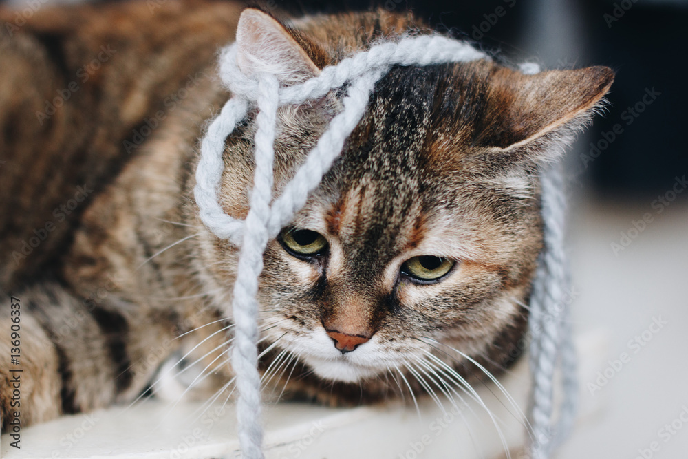 Portrait of a cat with wool
