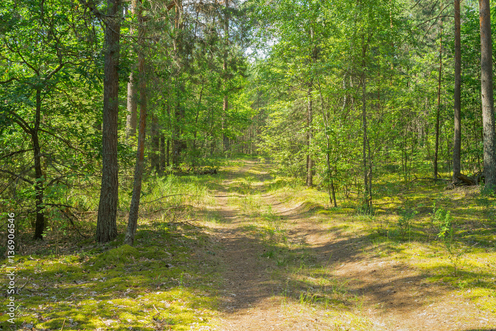 Obraz premium Dirt road in sunny forest with long shadows 