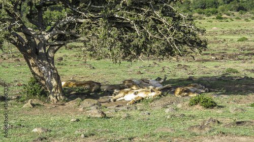 lions relax under a tree in Masai Mara National Park.