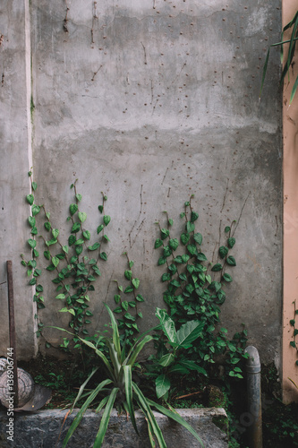 Green leaves on a concrete wall background