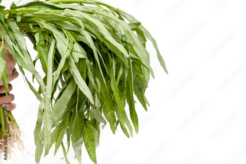 Holding chinese morning glory vegetable on white background isol