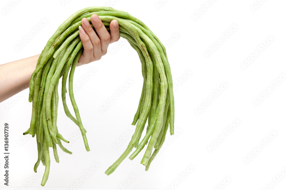 Holding cow pea on white background isolated with copy space