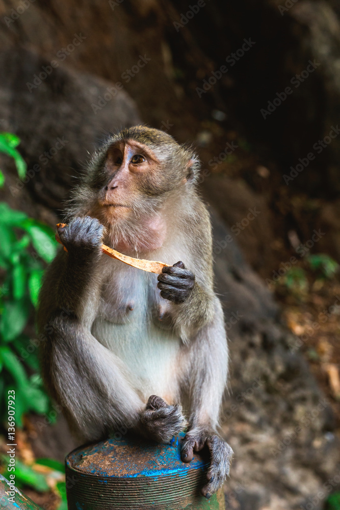 Funny Monkey at Tiger Cave Temple, Krabi