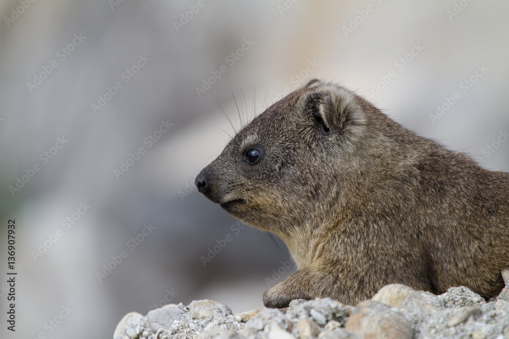 Dassie, Betty's Bay, South Africa Dassie, Betty's Bay, South Africa