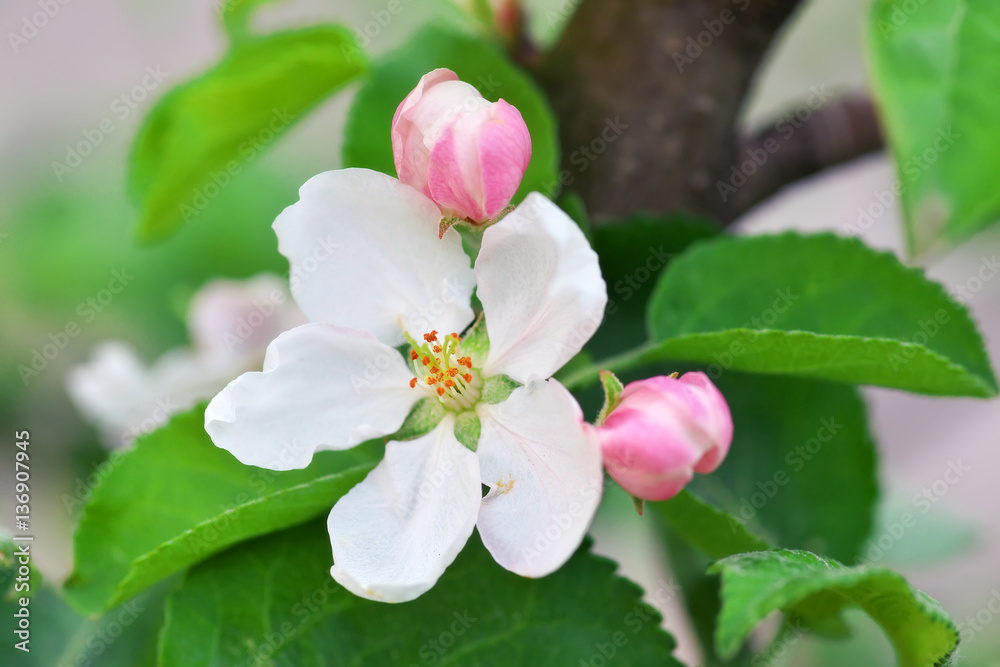Obraz premium Apple tree blossoms closeup in spring time.