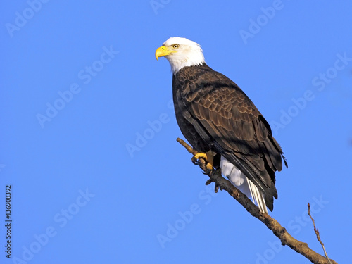 American Bald Eagle perched on tree limb.