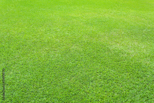 Nature green grass background