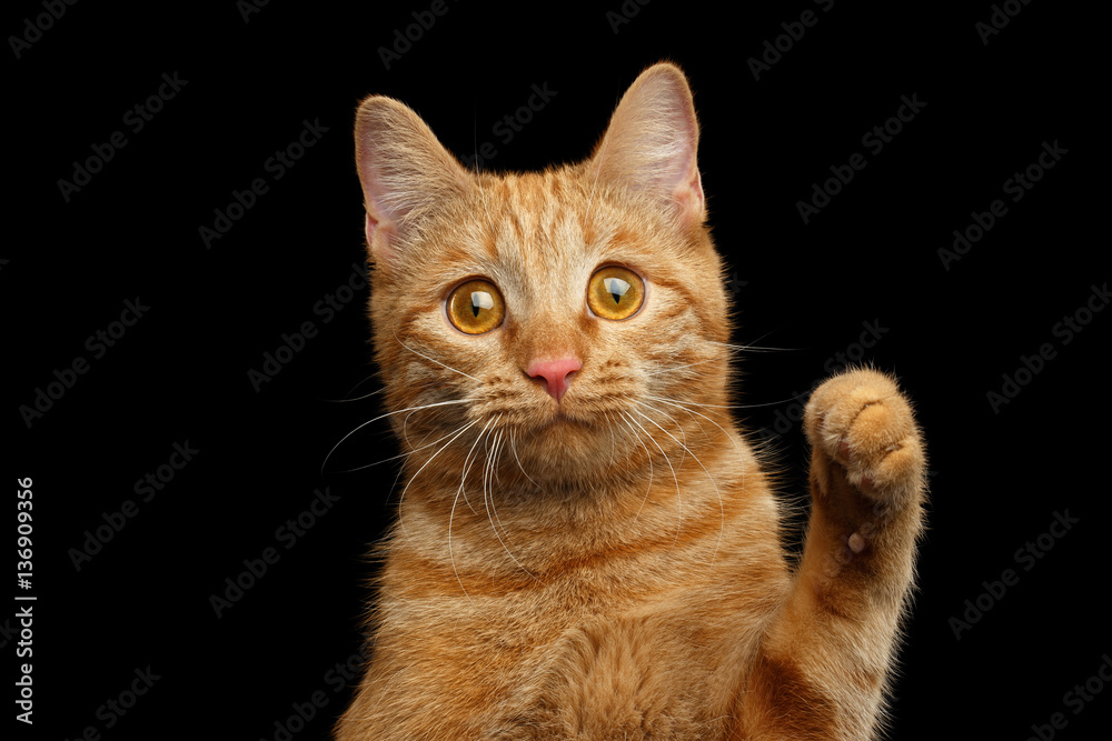 Portrait of Ginger cat face with paw looking with amazement on Isolated Black background, front view