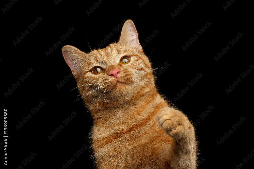 Portrait of Ginger cat satisfied face with paw on Isolated Black background, front view