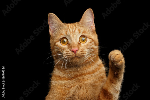 Portrait of Ginger cat face with paw looking with amazement on Isolated Black background, front view © seregraff