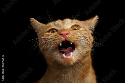 Portrait of Singing Ginger Cat with opened mouth he meowing on Isolated Black background, front view