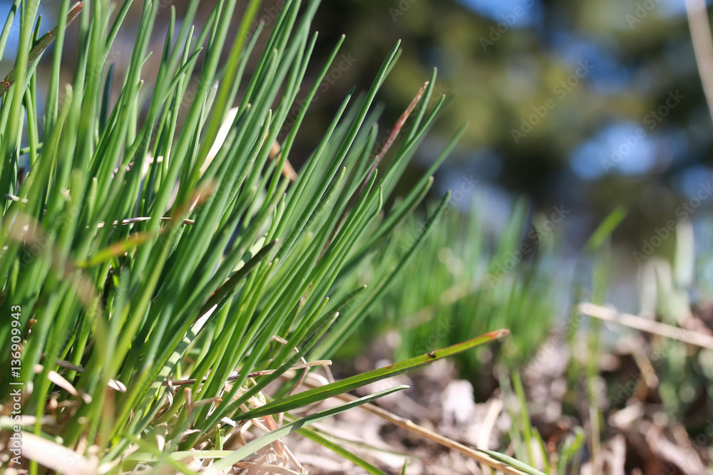 spring grass and flower spring grass and flower