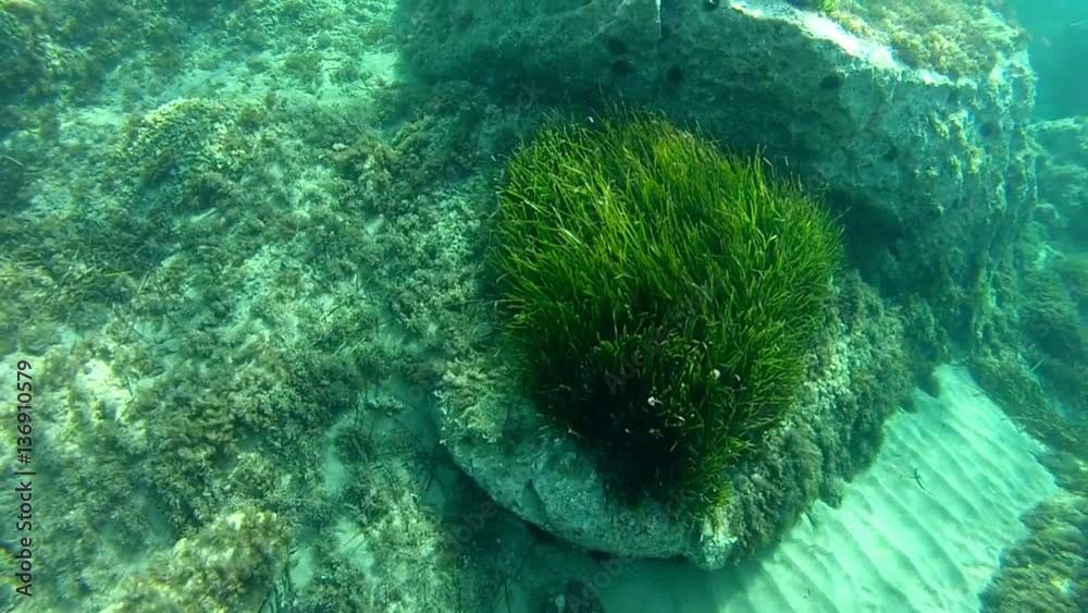 Underwater at the sardinian coast in the clear mediterranean sea Underwater at the sardinian coast in the clear mediterranean sea