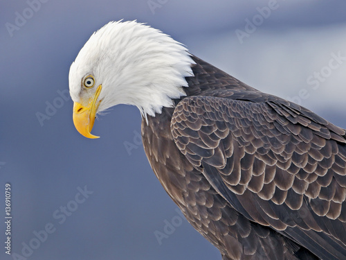 Close up Head shot of beautiful mature Bald Eagle.