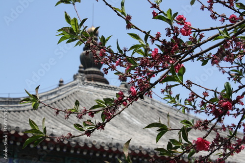 Pink peach blossoms on tree branches with Chinese temple rooftop background