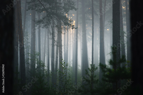 Foggy sunrise in the beautiful deciduous forest in Latvia.