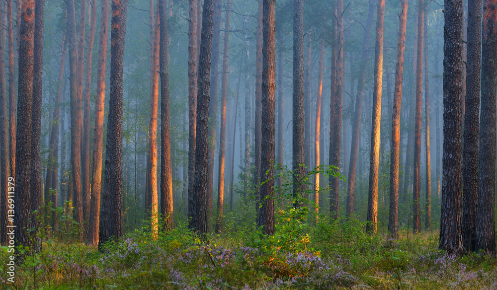 Fototapeta premium Foggy sunrise in the beautiful deciduous forest in Latvia.