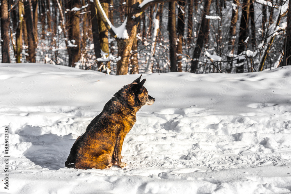 Naklejka premium dog in a snowy forest