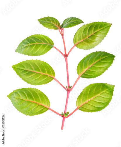 green and red twig of fuchsia with leaves is isolated on white b