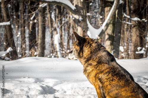 dog in a snowy forest
