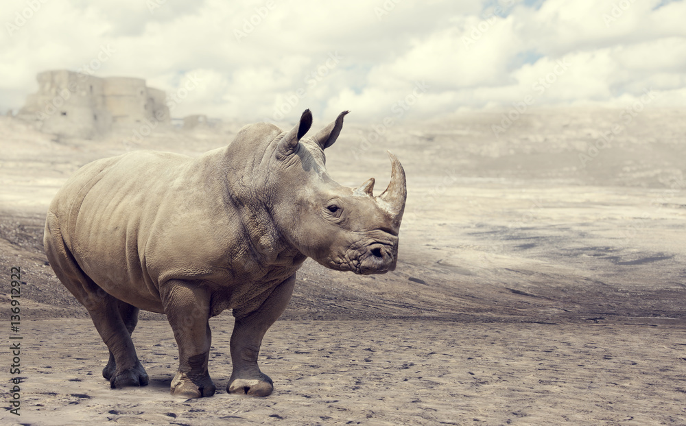 Naklejka premium nosorożec na wolności