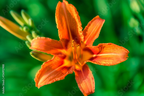 Orange flowers with blurred background. Sunny day image.