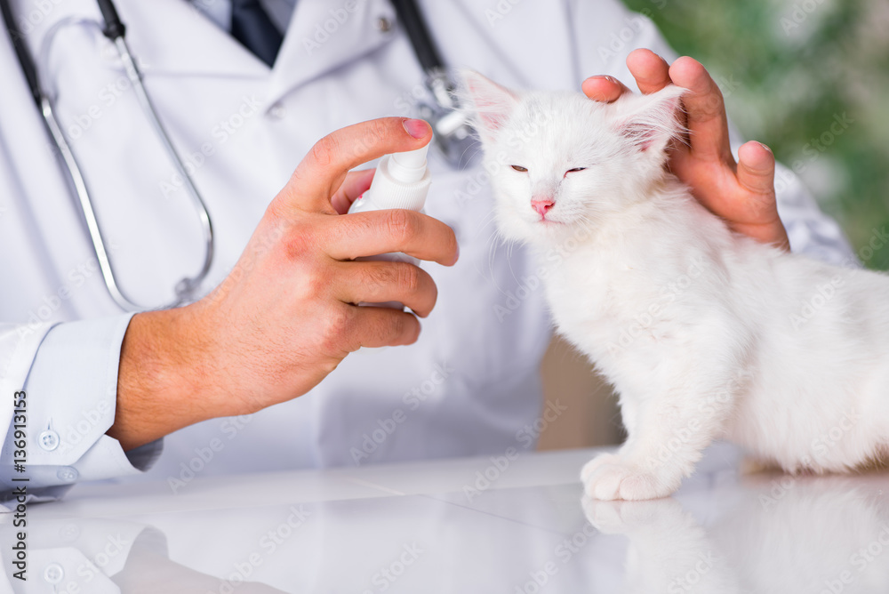 White kitten visiting vet for check up White kitten visiting vet for check up