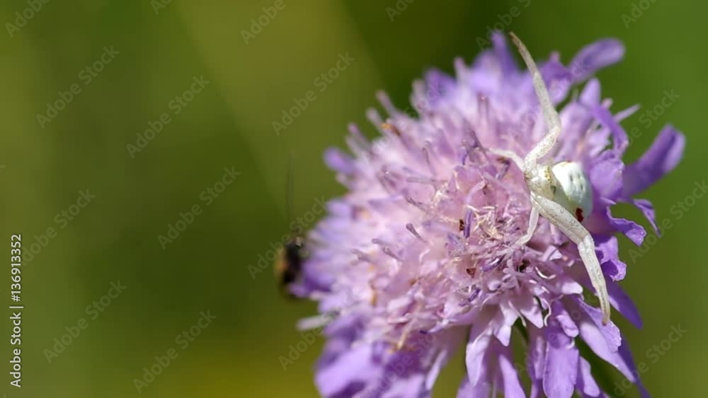 White spider on a flower waiting on prey
White spider on a flower waiting on prey