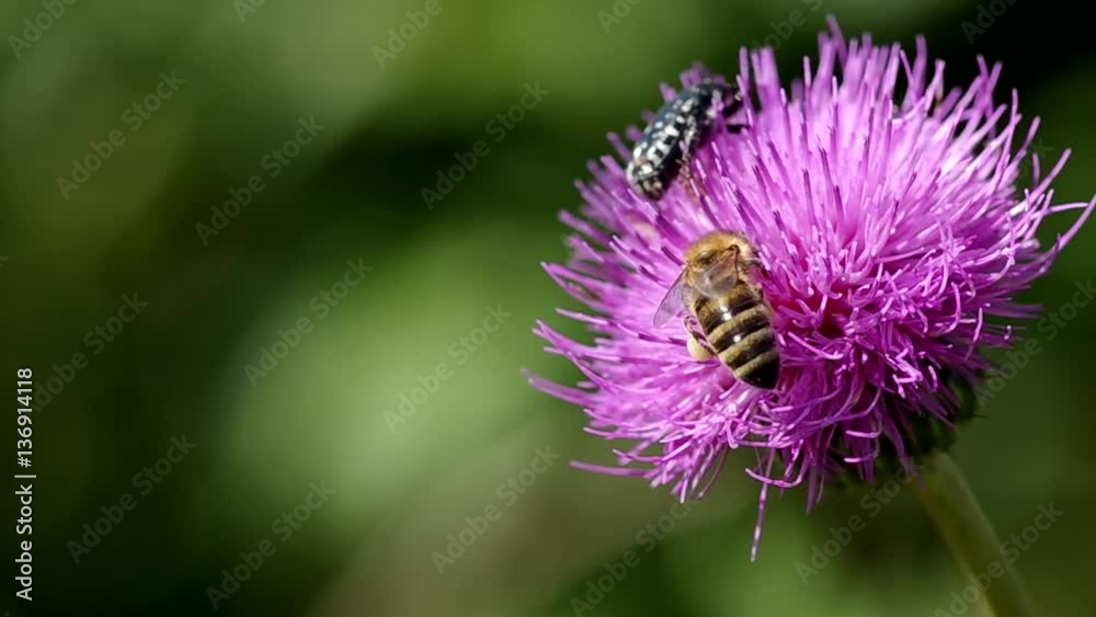 Bee and bug on blooming thistle in summer
Bee and bug on blooming thistle in summer