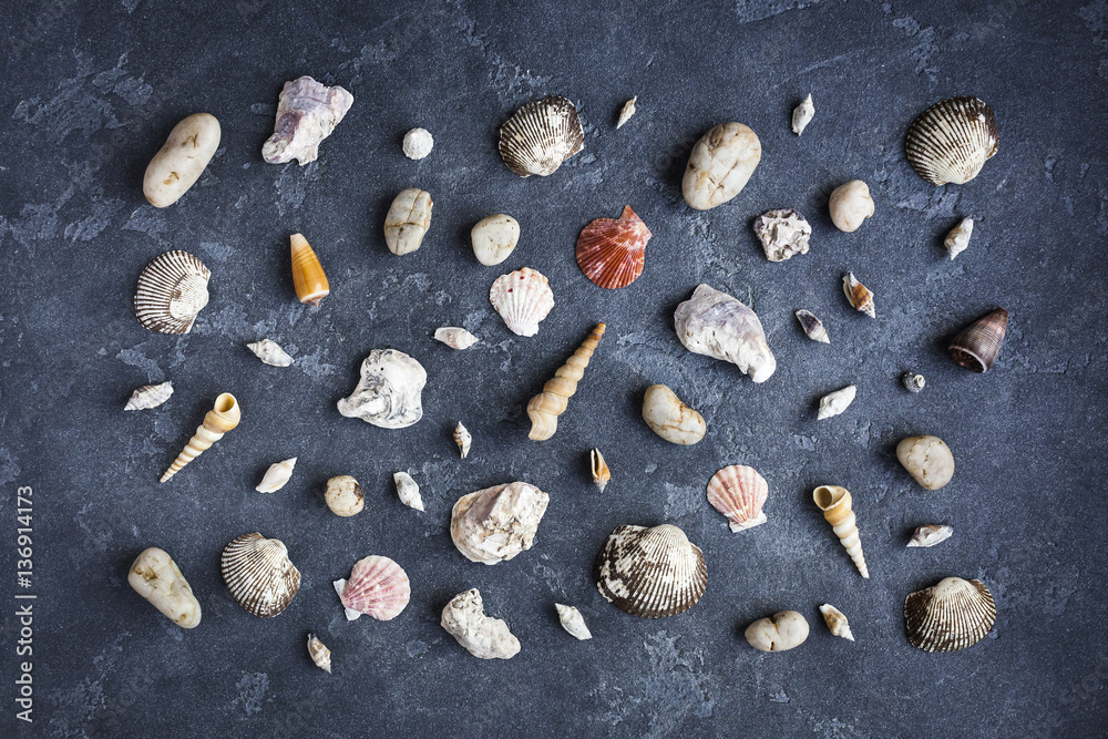 Marine composition. Sea shells on dark background. Flat lay, top Marine composition. Sea shells on dark background. Flat lay, top