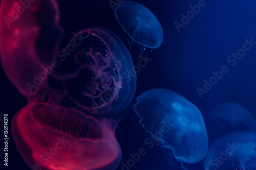 Fototapeta Naklejka Na Ścianę i Meble -  dark jellyfish