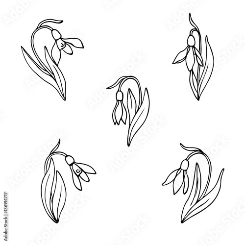 vector white black contour sketch of snowdrop flowers 