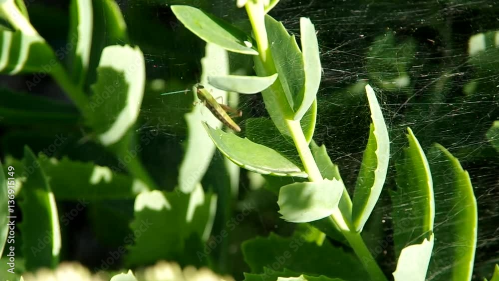 Grasshoppers in spider web on green background
Grasshoppers in spider web on green background