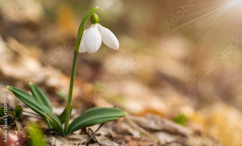 Wallpaper Mural Beautifull snowdrop on dry yellow leaves bokeh background Torontodigital.ca