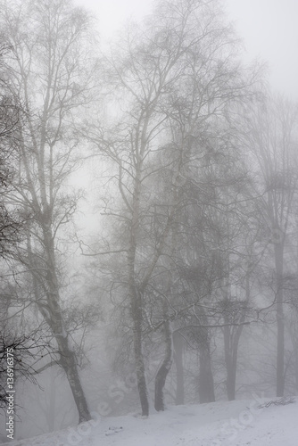 Leafless trees with fog and snow in winter